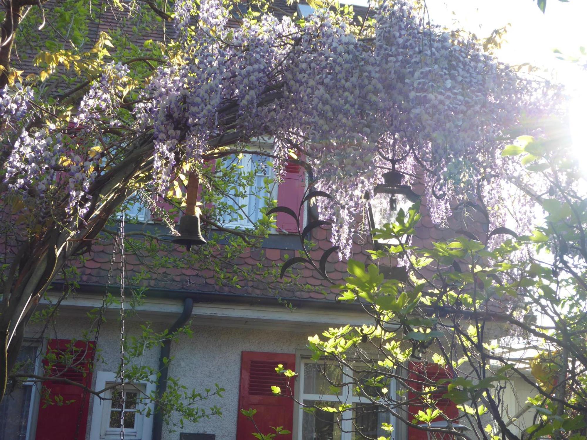 Pension Zur Rose Weil am Rhein Buitenkant foto