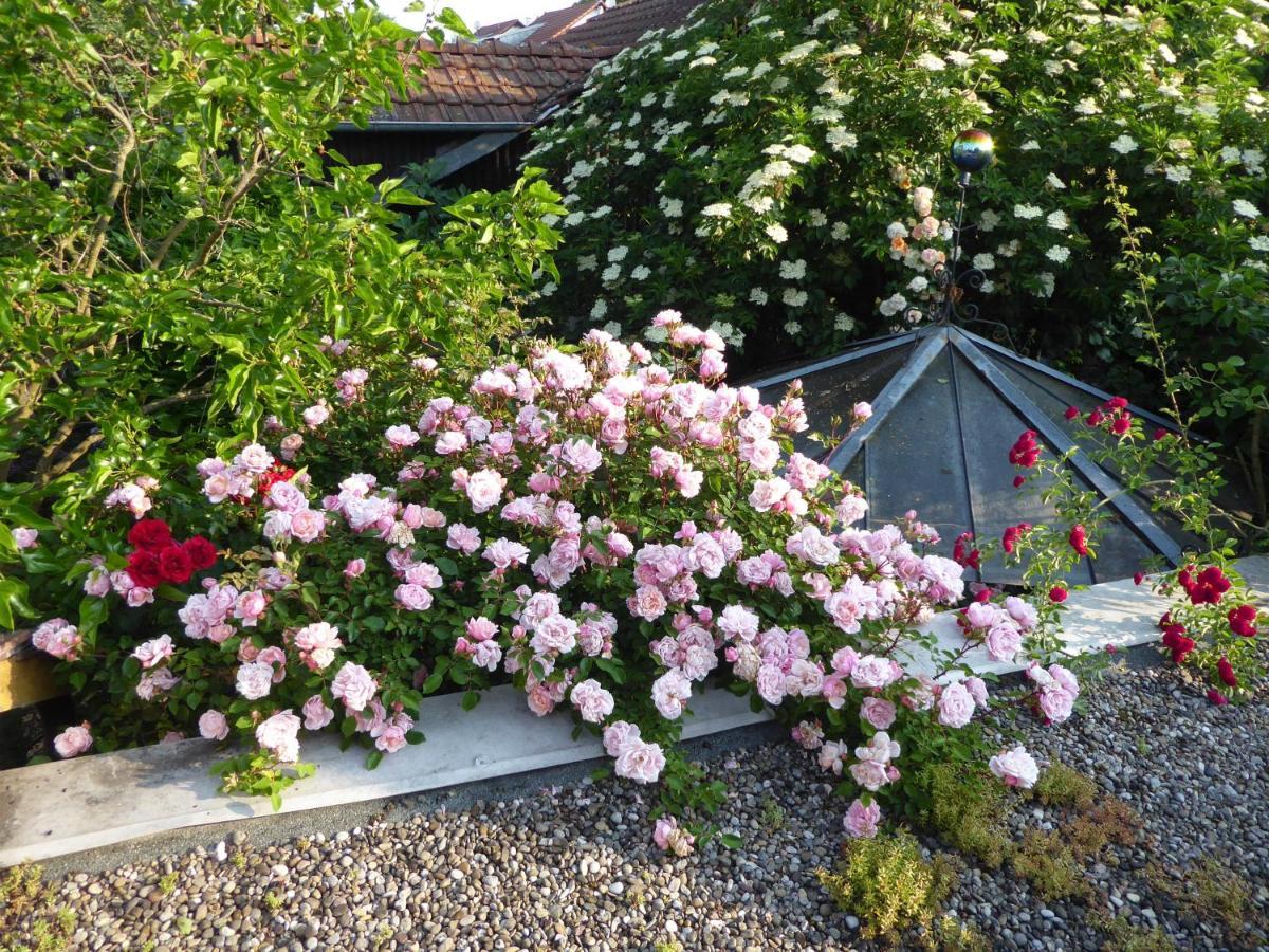 Pension Zur Rose Weil am Rhein Buitenkant foto